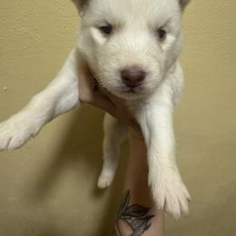 Hershey - Red and white male Siberian Husky puppy in Winston, Oregon from Frozen Heart Huskies