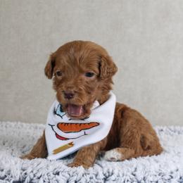 Fig - Red  male Goldendoodle puppy in Warsaw, Ohio from Lovabledoodles