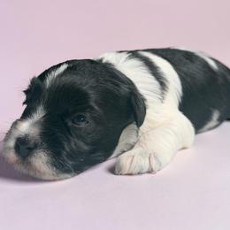 Sadie - Parti female Miniature Schnauzer puppy in Magalia, California from NorCal Schnauzers