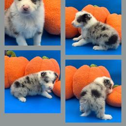 JXL  5  girl left eye patch - Blue merle female Border Collie puppy in Apple Valley, California from Flying S Ranch Border Collies