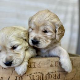 Girl 4 - Light golden female Golden Retriever puppy in Tonasket, Washington from Denzil’s Goldens