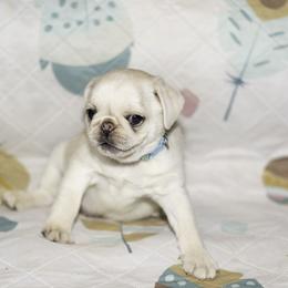 Navy (blue) - Cream male Pug puppy in Hereford, Arizona from Broken Road Ranch Pugs