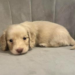 Biggy - Cream male Dachshund puppy in Perkins, Oklahoma from 4B Dachshunds