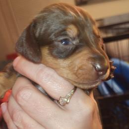 Male 3 - Chocolate and tan male Dachshund puppy in Suffolk, Virginia from Mini Love Bugs