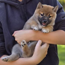 Bushido - Red male Shiba Inu puppy in Stanley, North Carolina from Yoru's Dojo Legacy