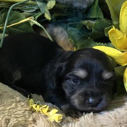 Hank - Black and cream male Dachshund puppy in Paris, Texas from Michel Creek Kennel