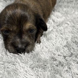 Badger - Brindle male Dachshund puppy in Mansfield, Missouri from Owens Farm