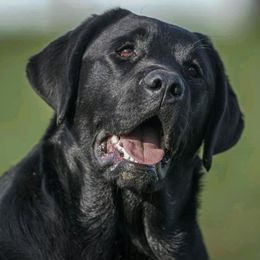 Sorellina - Labrador Retriever