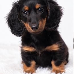 Rosie - Black and tan female Dachshund puppy in Farmington, Missouri from Eva Leas Pups