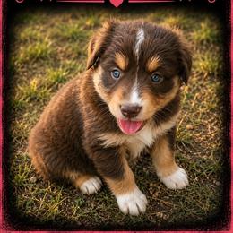 Reba-Red Tri - Red tri-color female Australian Shepherd puppy in Hugo, Colorado from Frying Pan Ranch Australian Shepherds