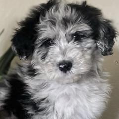 Double Doodles from Desert Double Doods