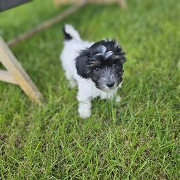 Coton de Tulear Puppies from Jac Be Nimble Cotons