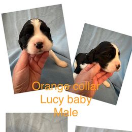 Orange collar black and white - Black and white English Springer Spaniel puppy in Jamestown, Kentucky from Waterworks Springers