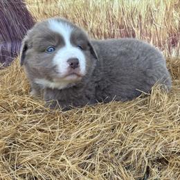 Ringo - Red tri male Miniature Australian Shepherd puppy in Signal Mountain, Tennessee from D & D Miniature and Toy Australian Sheppards