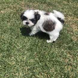Shih Tzu Puppies from Winter Shih Tzus