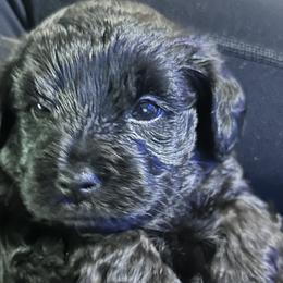 Yorkipoos from Yorkiepoo