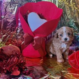 Pebbles - Red female Cavapoo puppy in Conway, Missouri from Jordan  Harrison