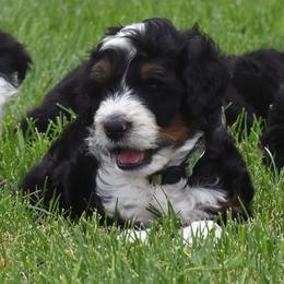 Teal Collar Boy - Tri-color male Bernedoodle puppy in Ogden, Utah from Salty Point Doodles