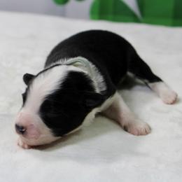 Reese - Blue tri male Toy Australian Shepherd puppy in Bauxite, Arkansas from J and B Mini Aussies