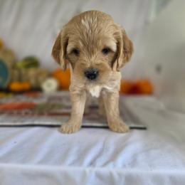 Pearl - Cream female Goldendoodle puppy in Arthur, Illinois from Perfect Pugs