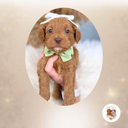 Eternal - Red  female Goldendoodle puppy in Canton, Georgia from Teddy Puppies