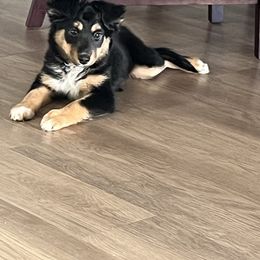 Biscuit - Black tri female Miniature Australian Shepherd puppy in Wilson, Texas from West Texas Aussies