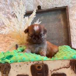 Finch - Red and tan male Shih Tzu puppy in Success, Missouri from Sweet Success