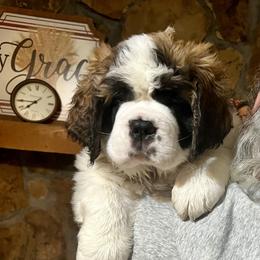 Saint Bernard Puppies from St Bernard Kingdom, LLC