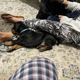 Doberman Pinscher Puppies from TeatreeDoberman