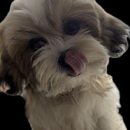 Cookie - Gold and white female Shih Tzu puppy in Federal Way, Washington from Paola Martinez