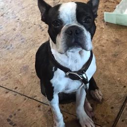 Rufus - Boston Terrier