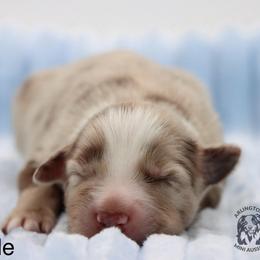 Bode - Red merle male Miniature Australian Shepherd puppy in Weeki Wachee, Florida from Arlington's Mini Aussies