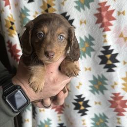 Dachshund Puppies from Thomas Homestead and Rabbitry