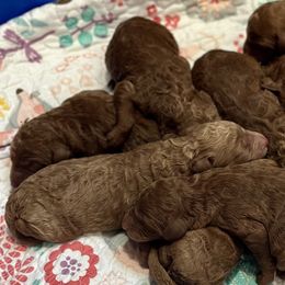 Poodles from Curly Carmine Acres