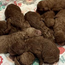 Poodles from Curly Carmine Acres