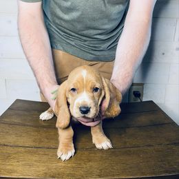 Julia - Mahogany and white female Basset Hound puppy in Tollesboro, Kentucky from Low and Slow Bassets