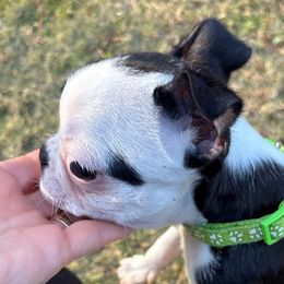 Male- green collar - Black and white male Boston Terrier puppy in Mc Donough, Georgia from Ballard Boston Terriers