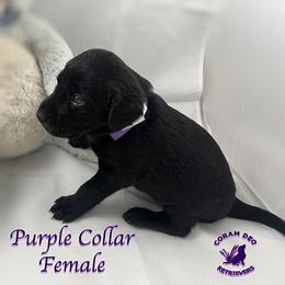 Fourth Pick Female - Black female Labrador Retriever puppy in Greater Houston Area, Texas from Coram Deo Retrievers