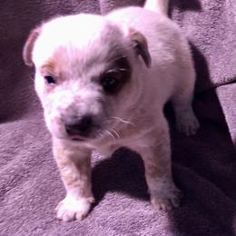 L62-01 - Red speckled male Australian Cattle Dog puppy in Sheridan, Oregon from 6pk Cattledogs