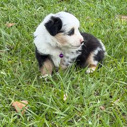 Athena ASDR - Blue merle female Miniature Australian Shepherd puppy in Polk City, Florida from Skaky Shepherds