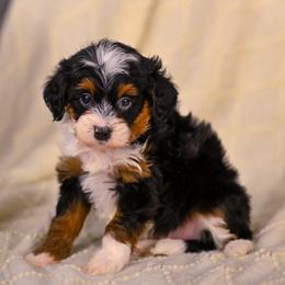 Thistle - Tri-color female Bernedoodle puppy in Dundee, Ohio from Down Home Doodle