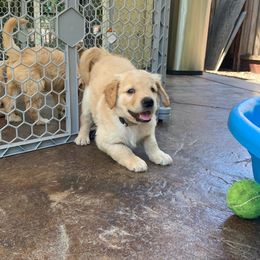 Goldendoodle Puppies from Doodle Devotion
