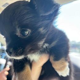Twinkle Toes - Black and tan female Chihuahua puppy in Mount Dora, Florida from Carroll’s Chihuahuas