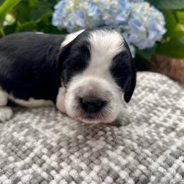 Mango - White and black female English Springer Spaniel puppy in Swainsboro, Georgia from Sweet Georgia Springers