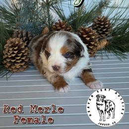 Holly - Red merle female Miniature Australian Shepherd puppy in Jaroso, Colorado from Heaven Sent Aussies