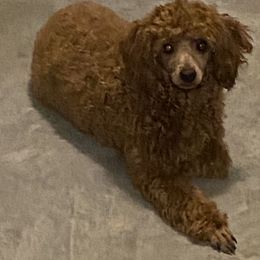 Chesney - Poodle