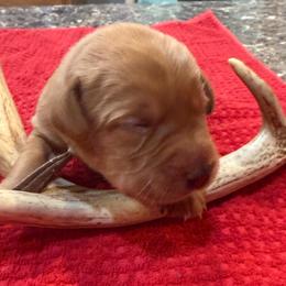 Boy 2 - Yellow male Labrador Retriever puppy in Normantown, West Virginia from Meadows Labradors