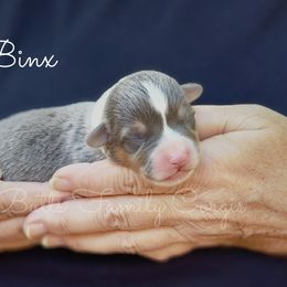 Binx - Gray and white male American Corgi puppy in Cameron, North Carolina from Butts Family Corgis