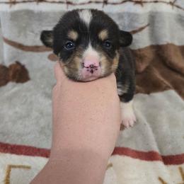Jesse - Black and tan male Pembroke Welsh Corgi puppy in Chariton, Iowa from Kickin It Acres BCs