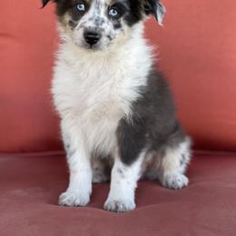 Australian Shepherd, Miniature American Shepherd, Miniature Australian Shepherd, and Toy Australian Shepherd Puppies from Painted Blue Aussies